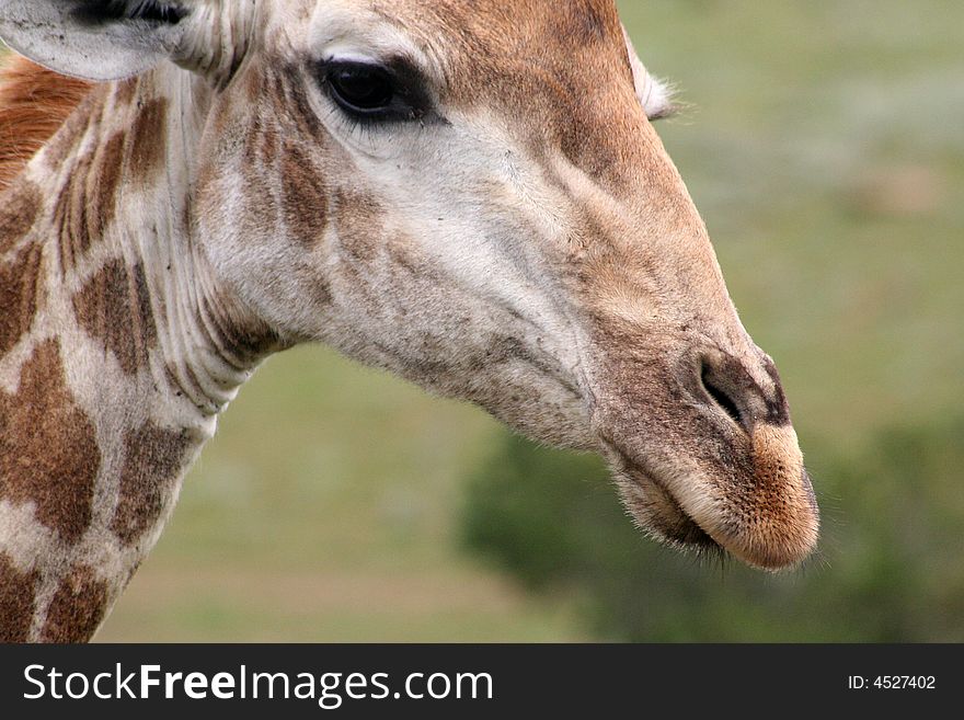 A close up shot of a male giraffe displaying unique spot pattern and good detail. A close up shot of a male giraffe displaying unique spot pattern and good detail