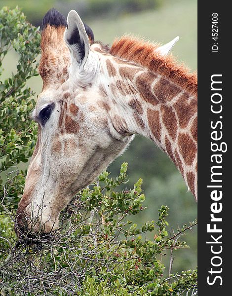 Feeding Male Giraffe