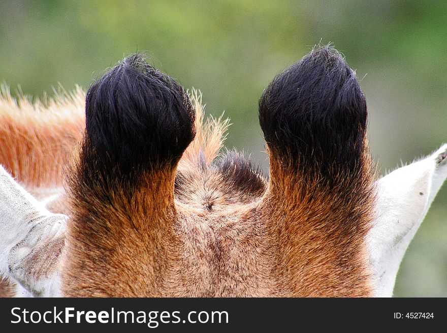 A close-up image of a male giraffes horns. A close-up image of a male giraffes horns.