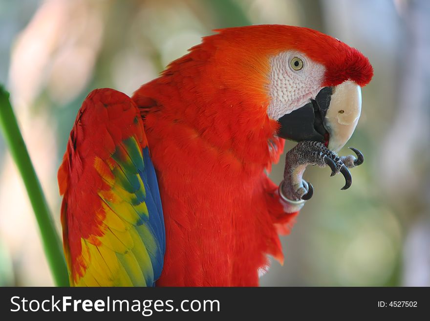 Parrot - Red Blue Macaw, Miami Florida USA