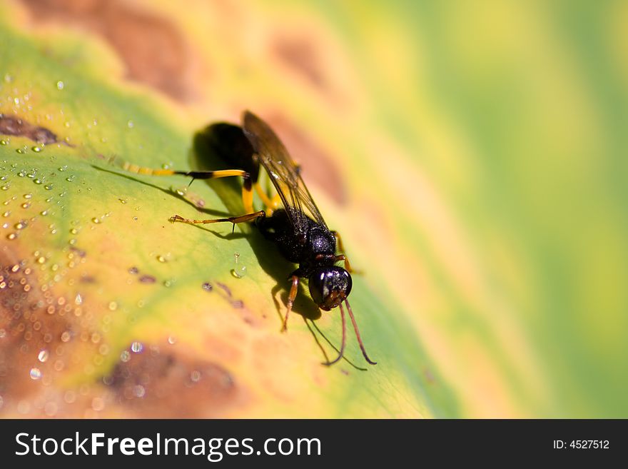 A macro image of a wasp drinking water from the morning dew on a lotus lilly leaf.