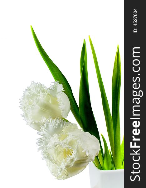 Two white tulips in vase isolated