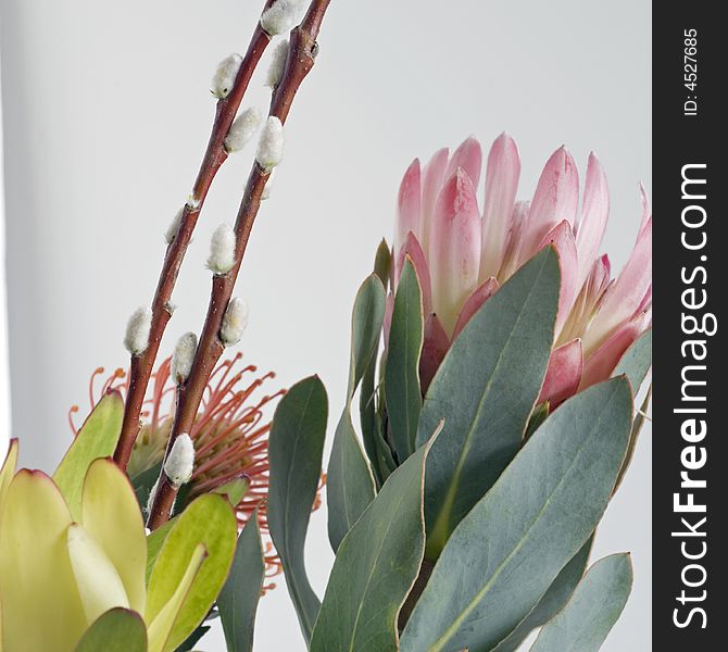 Bouquet of protea flowers the leucadenrum and pincushion proteas with a pussy willow branch against plain white wall. Bouquet of protea flowers the leucadenrum and pincushion proteas with a pussy willow branch against plain white wall