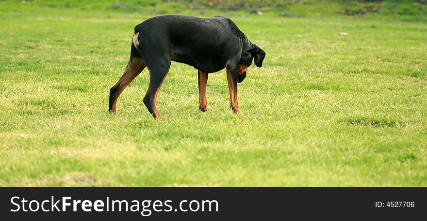 Tanker the Rottweiler sniffing gopher holes