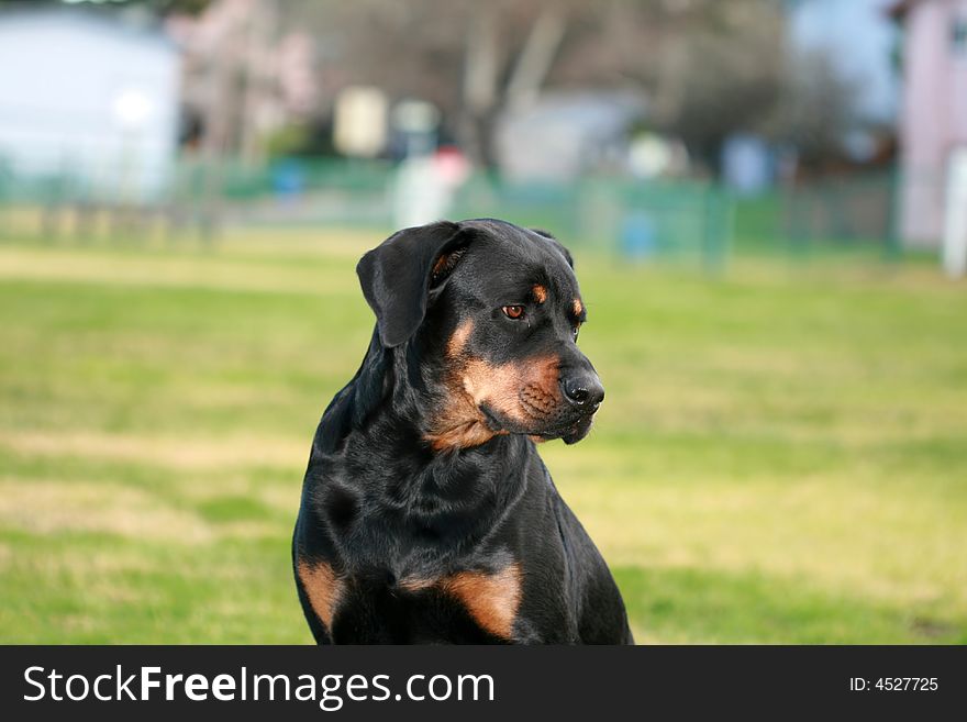 Tanker the Rottweiler playing at the park