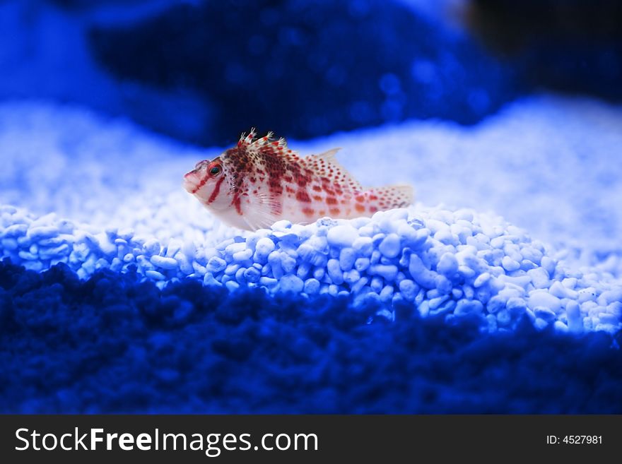 Small fishe. The Falco Hawkfish or Dwarf Hawkfish.