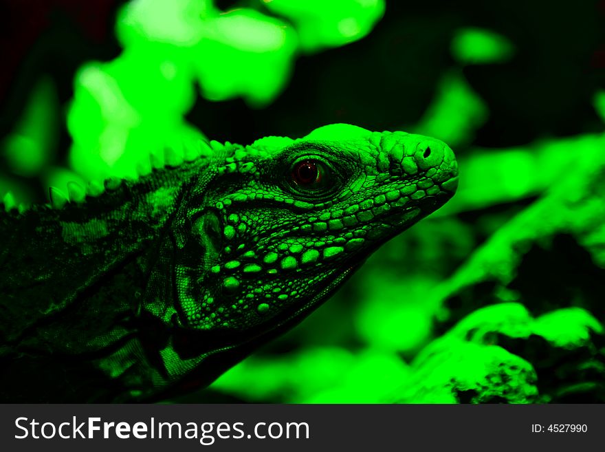 Lizard. Close-up of iguana.