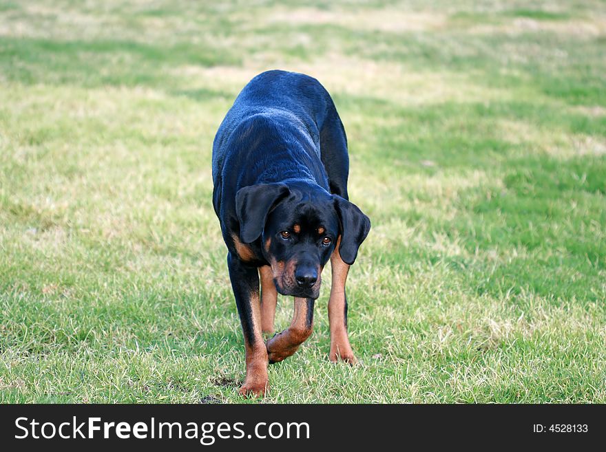 Tanker the Rottweiler sniffing gopher holes