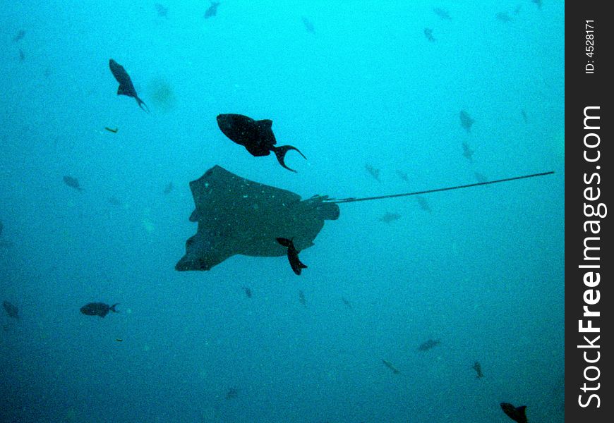 Mysterious Eagle Ray
