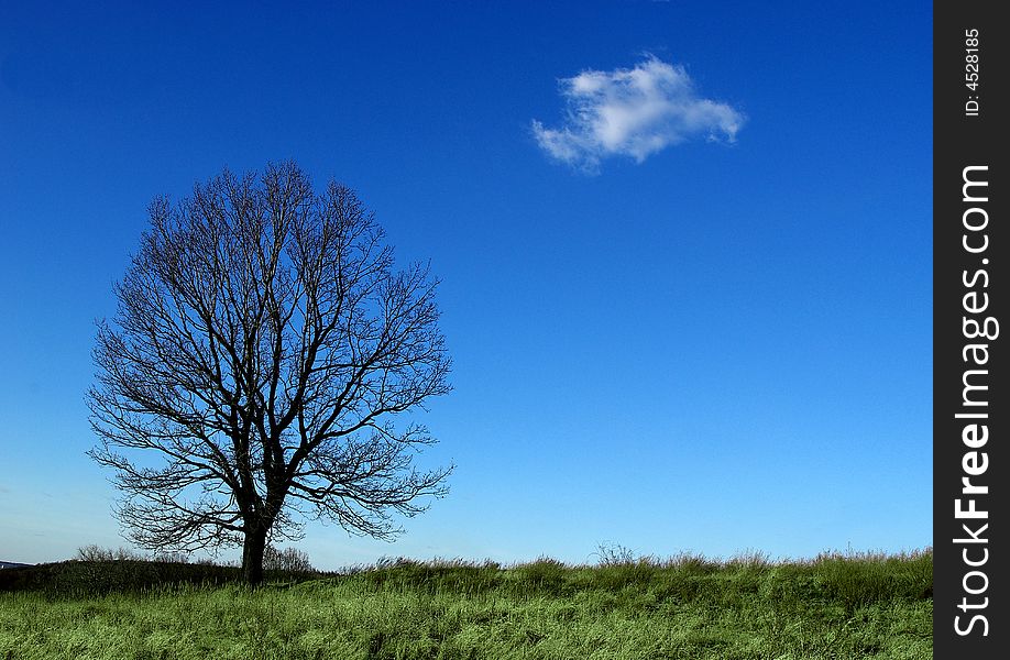 Leafless tree and the blue sky with a single cloud. Leafless tree and the blue sky with a single cloud