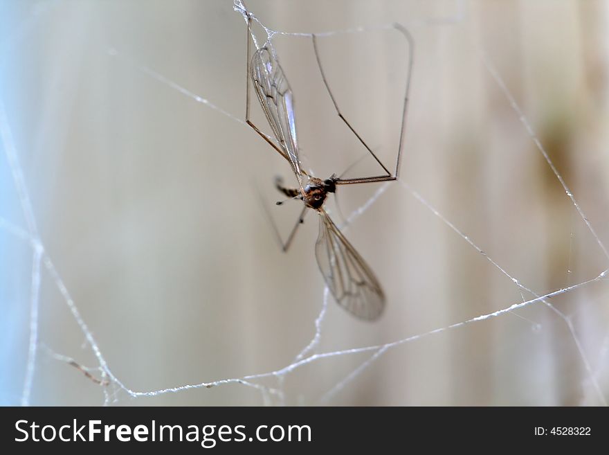 Dead bug in a cobweb