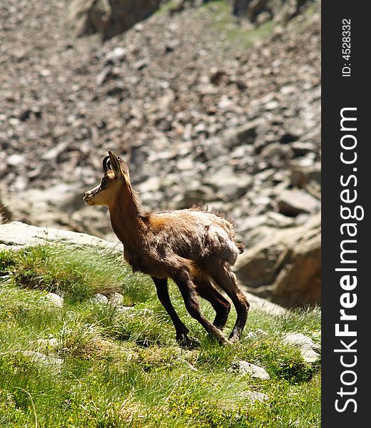 A young chamois  in action. A young chamois  in action