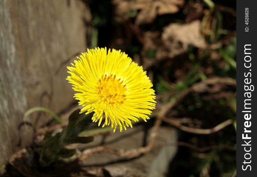 Yellow flower in the spring