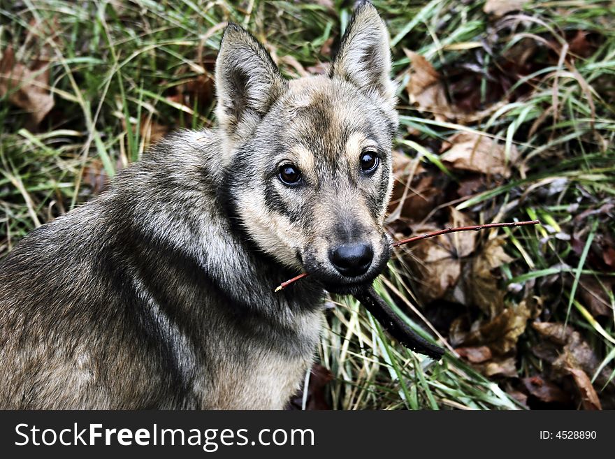 Young dog keeps in teeth branch and asks to play