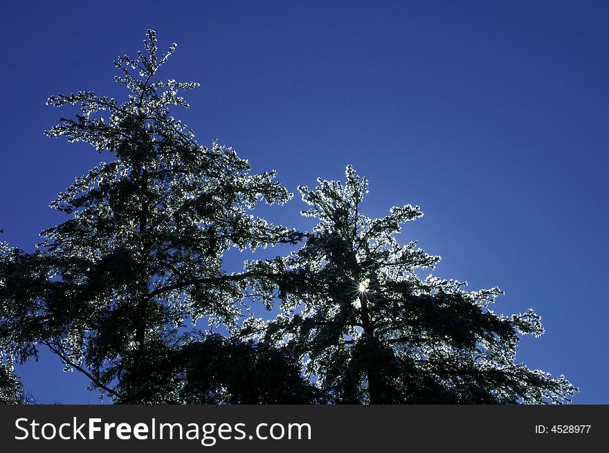 Silhouette of an ice tree with blue sky background