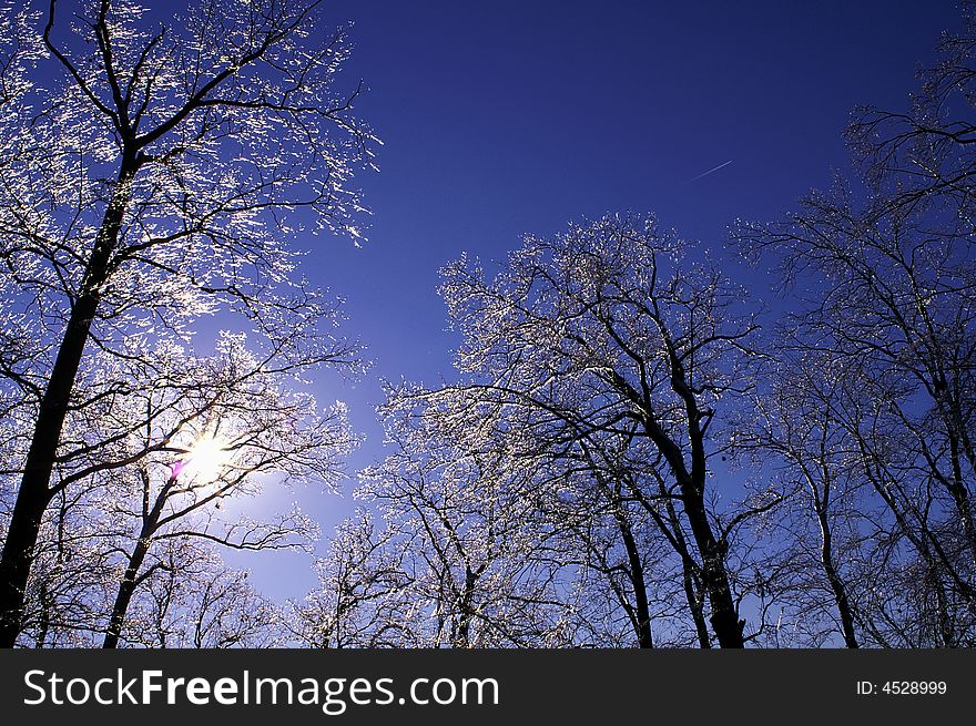 Ice tree with blue sky background. Ice tree with blue sky background