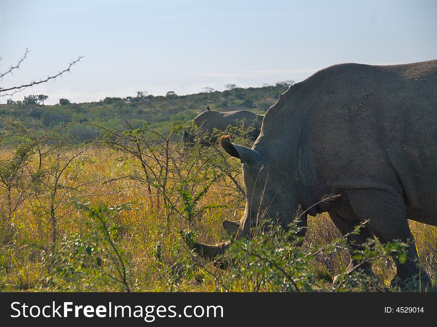 Two Rhinos Grazing In Brush