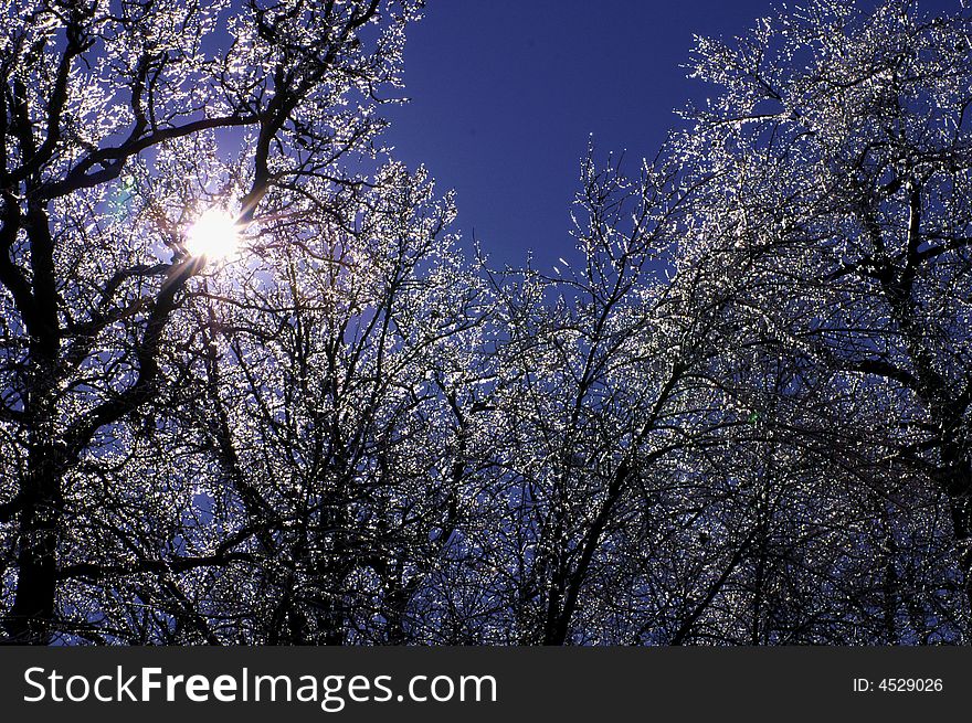 Ice tree with blue sky background. Ice tree with blue sky background