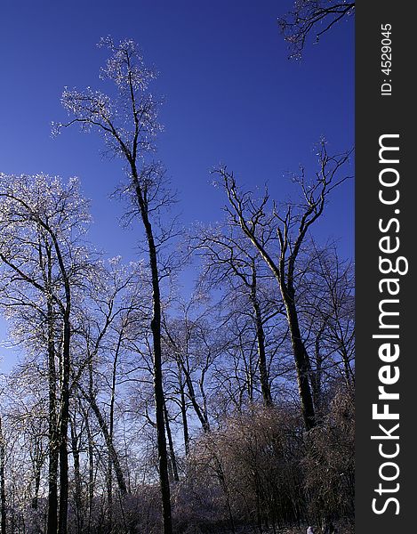 Ice tree with blue sky background. Ice tree with blue sky background