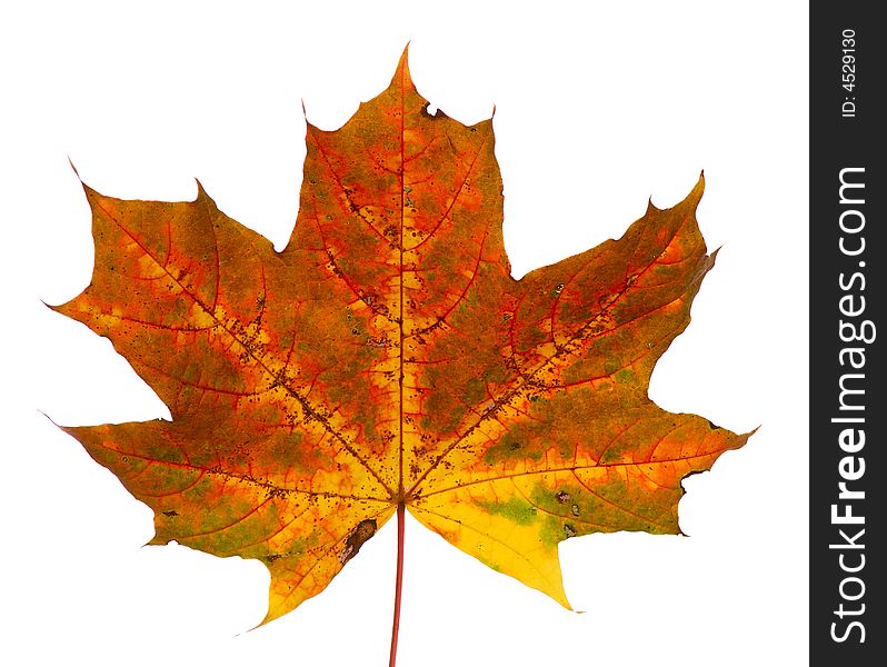 Autumn maple leaf isolated on white. Autumn maple leaf isolated on white