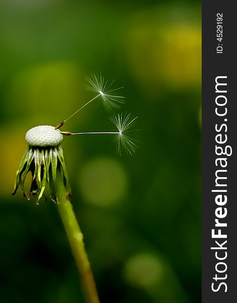 Two Dandelion seeds hanging on for dear life.