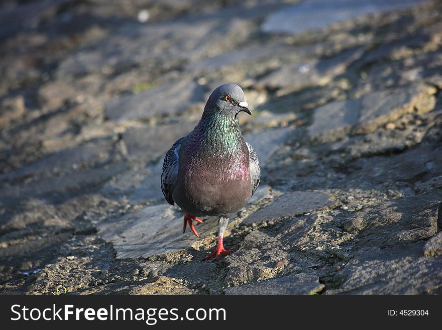 Photo of a an isolated pigeon