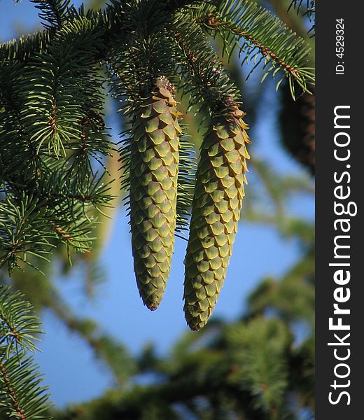 Twoo unripe green fir cones are hang on a branch In solar weather. Twoo unripe green fir cones are hang on a branch In solar weather