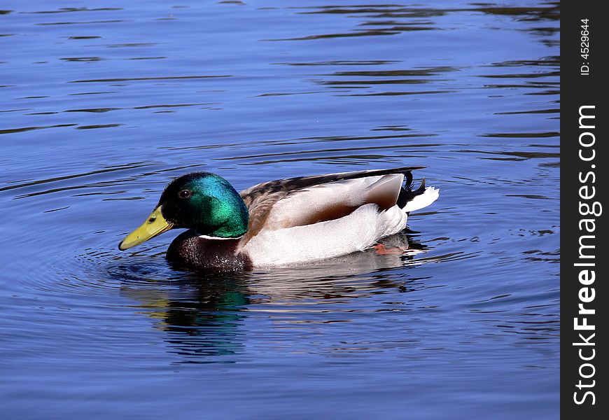 Anas platyrhynchos swimming on water