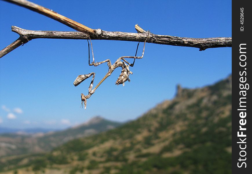 Grey grasshopper of Crimean mountains. Grey grasshopper of Crimean mountains