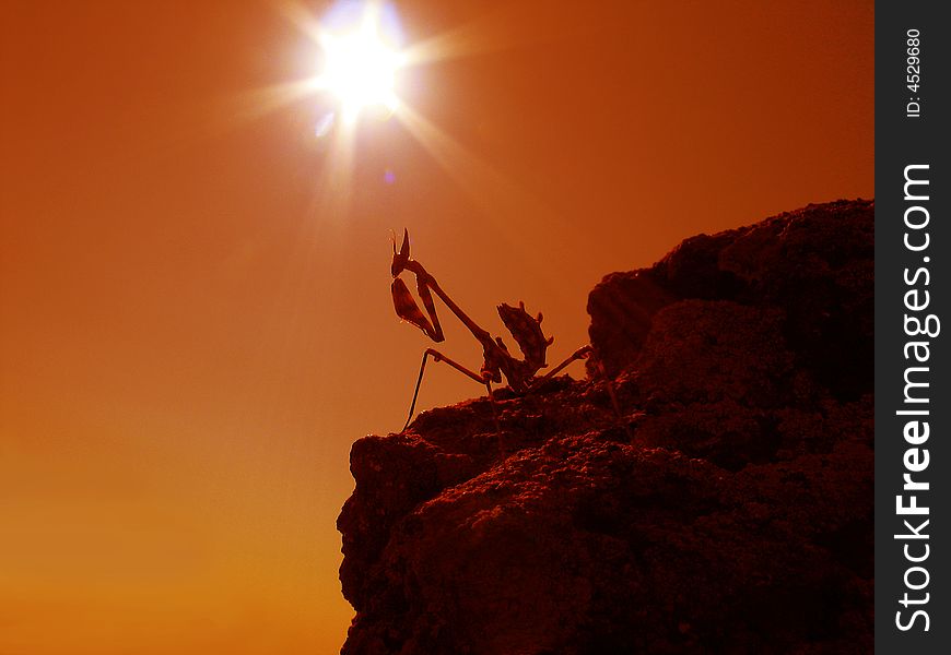 Grasshopper on a rock on a background of the red sky and the sun