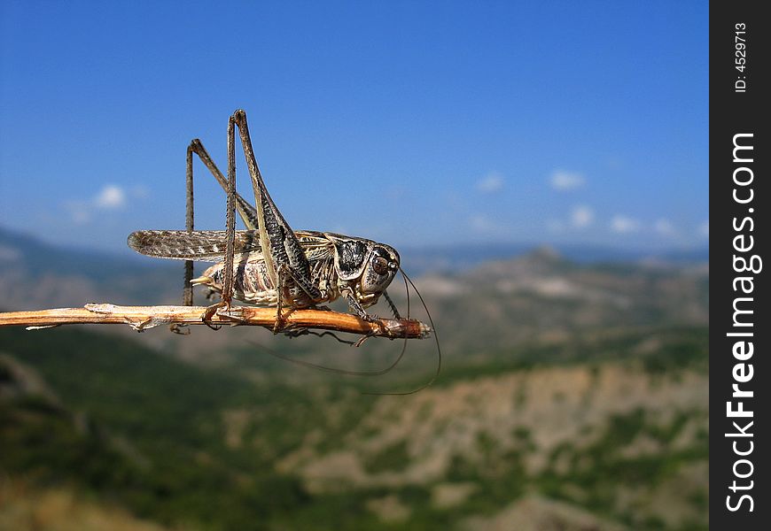 Grey grasshopper on a background of Crimean mountains