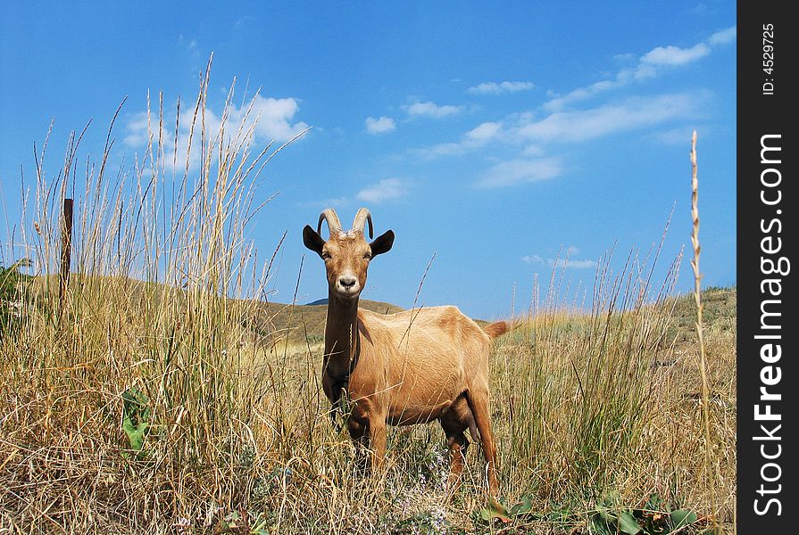 Brown goat on a background of a grass and hills. Brown goat on a background of a grass and hills