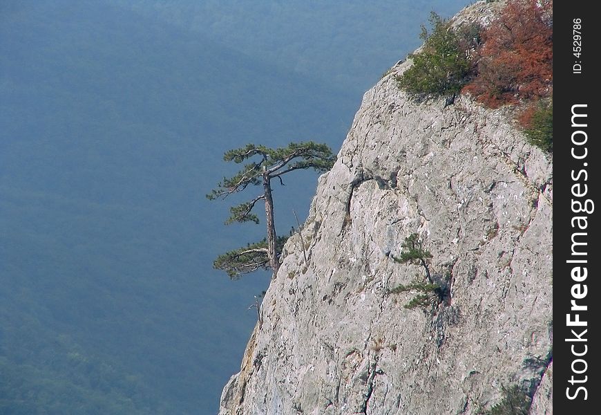 The lonely pine grows on a steep slope at top of a rock. The lonely pine grows on a steep slope at top of a rock