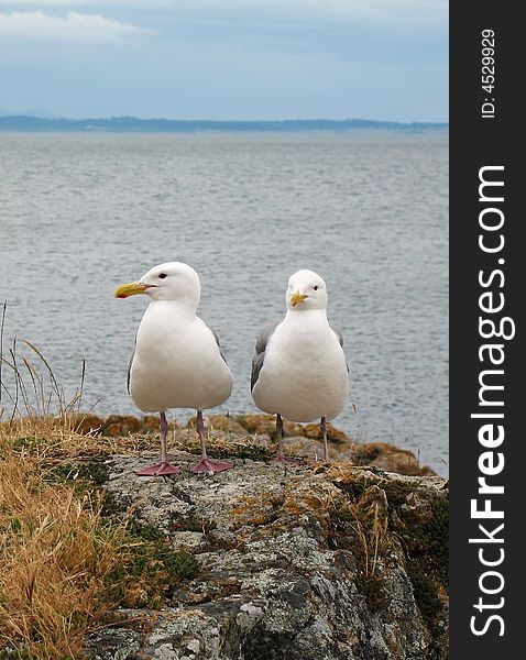 Seagulls in upland park in victoria