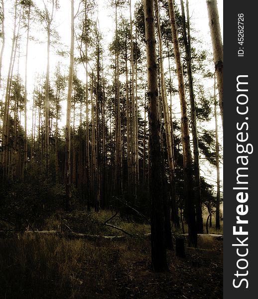 Retro stylized photo of pine woods, sepia toned background. Retro stylized photo of pine woods, sepia toned background.