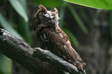Eastern Screech Owl Sleeping Stock Image Eastern Screech Owl Sleeping Stock Image