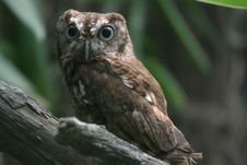 Eastern Screech Owl Wide Eyed Royalty Free Stock Photography
