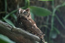 Eastern Screech Owl Scared Stock Photos Eastern Screech Owl Scared Stock Photos