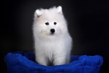 Samoyed Royalty Free Stock Photo Samoyed Royalty Free Stock Photo
