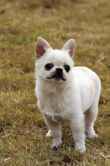 Lovely Dog,Chihuahua Royalty Free Stock Photo Lovely Dog,Chihuahua Royalty Free Stock Photo