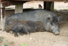 Wild Pigs Stock Image Wild Pigs Stock Image