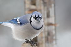 Blue Jay Looking Stock Images Blue Jay Looking Stock Images