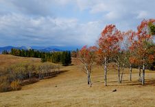 Red Leave Trees In Automn Stock Photos Red Leave Trees In Automn Stock Photos