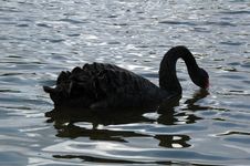 Black Swan Stock Photo Black Swan Stock Photo