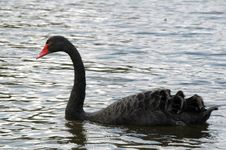 Black Swan Stock Photo Black Swan Stock Photo