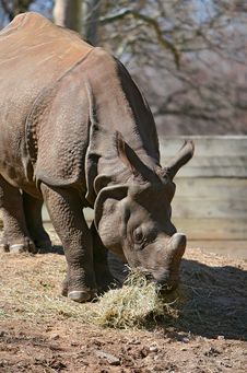 Rhino Eating Hay Royalty Free Stock Photography