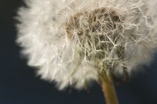 Macro Dandelion Blossom Stock Image Macro Dandelion Blossom Stock Image