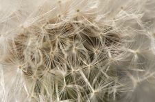 Macro Dandelion Blossom Stock Photo Macro Dandelion Blossom Stock Photo