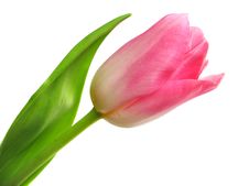 Spring Tulip Stock Images Spring Tulip Stock Images