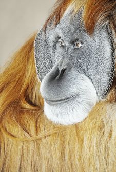 Orangutan Stock Images